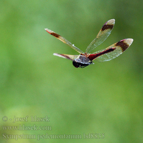 Sympetrum pedemontanum bd8835