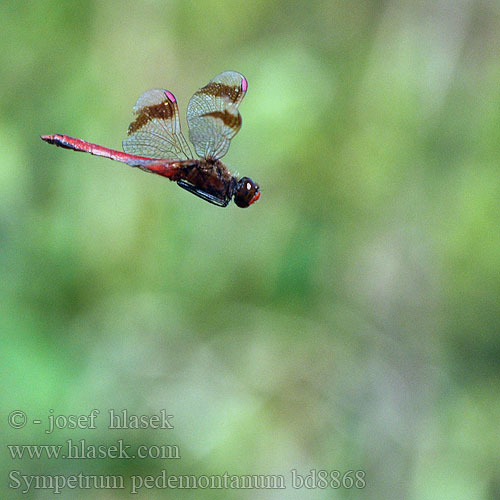 Sympetrum pedemontanum bd8868