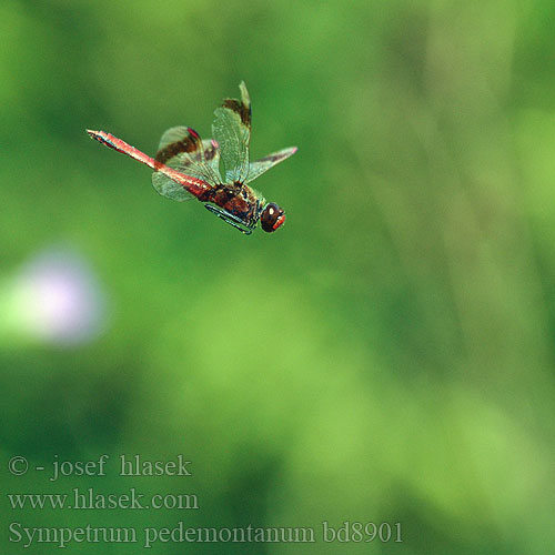 Sympetrum pedemontanum bd8901