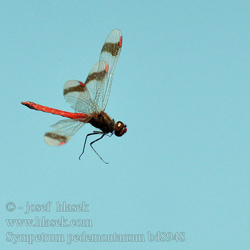 Sympetrum pedemontanum bd8948