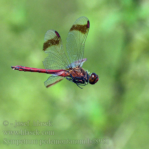 Sympetrum pedemontanum bd8951