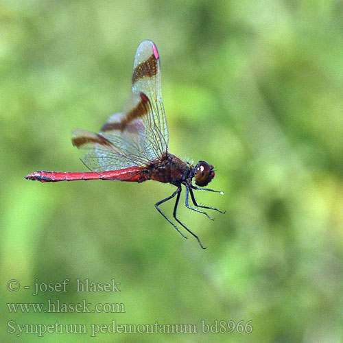 Sympetrum pedemontanum bd8966