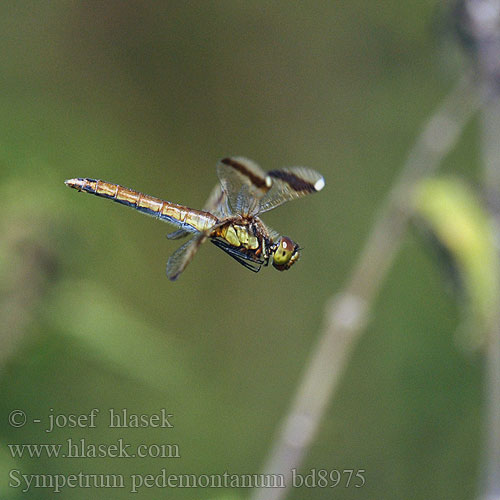 Sympetrum pedemontanum bd8975