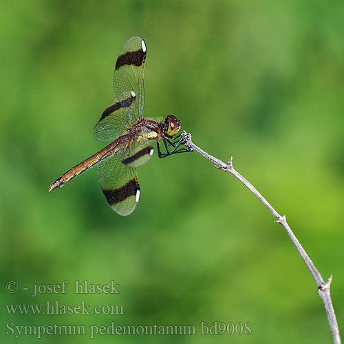 Sympetrum pedemontanum bd9008