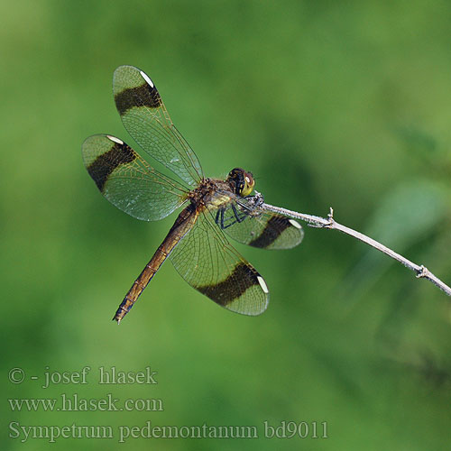 Sympetrum pedemontanum bd9011