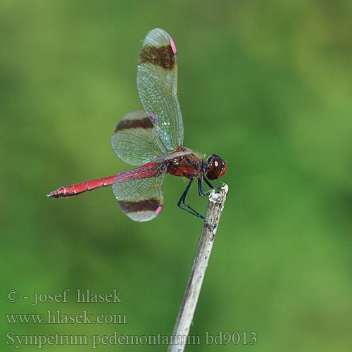 Sympetrum pedemontanum bd9013