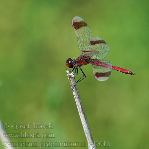 Sympetrum pedemontanum bd9018