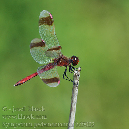 Sympetrum pedemontanum bd9023