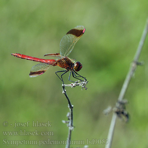 Sympetrum pedemontanum bd9053