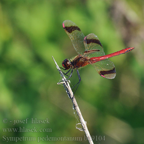 Sympetrum pedemontanum bd9104