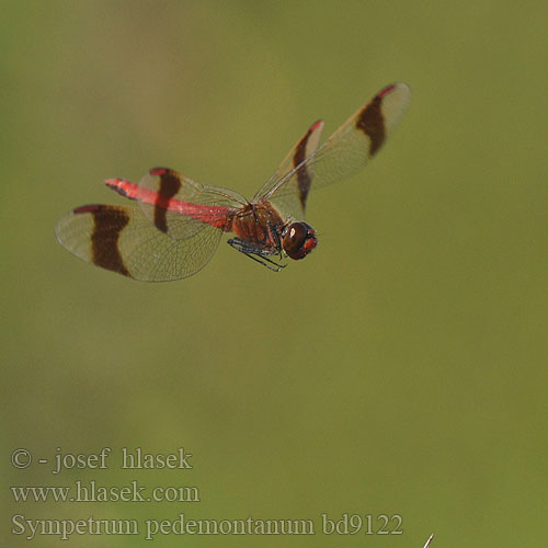 Sympetrum pedemontanum bd9122