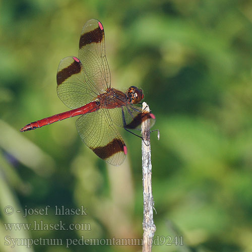 Sympetrum pedemontanum bd9241