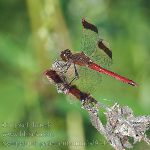 Sympetrum pedemontanum bd9247