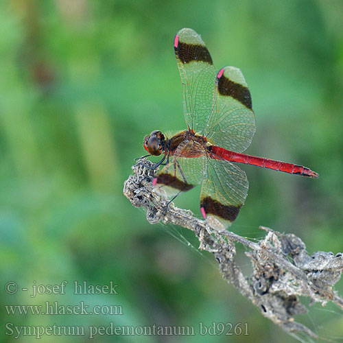 Szalagos Barnacsíkos szitakötő Sympetrum pedemontanum