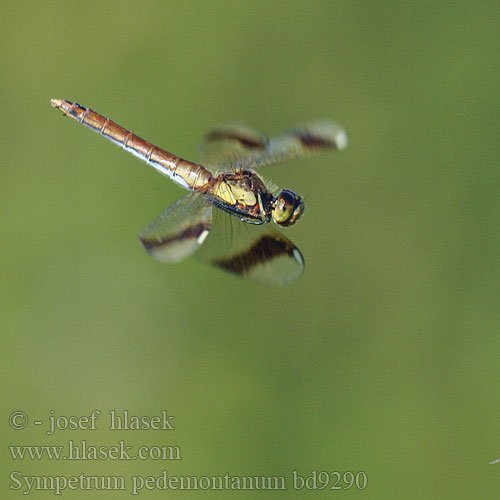 Sympetrum pedemontanum Vážka pásavá ミヤマアカネ