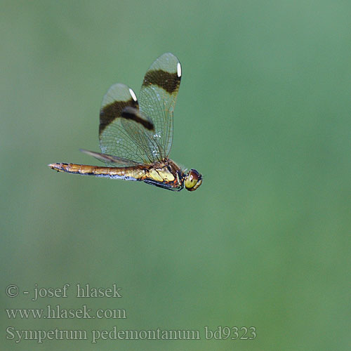 Sympetrum pedemontanum bd9323