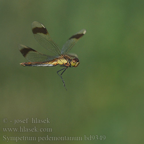 ミヤマアカネ Hedelibel Bandheidelibel Pasasti kamenjak