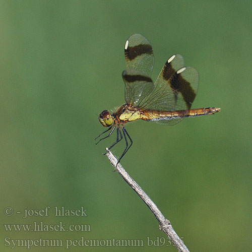 Sympetrum pedemontanum bd9355