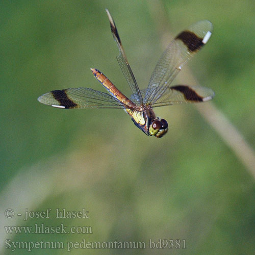 Sympetrum pedemontanum bd9381