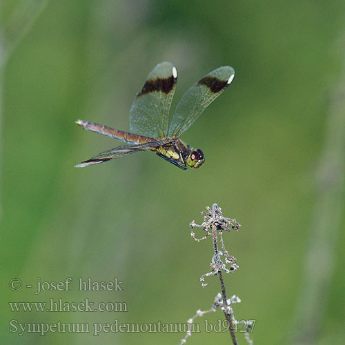 Sympetrum pedemontanum bd9427