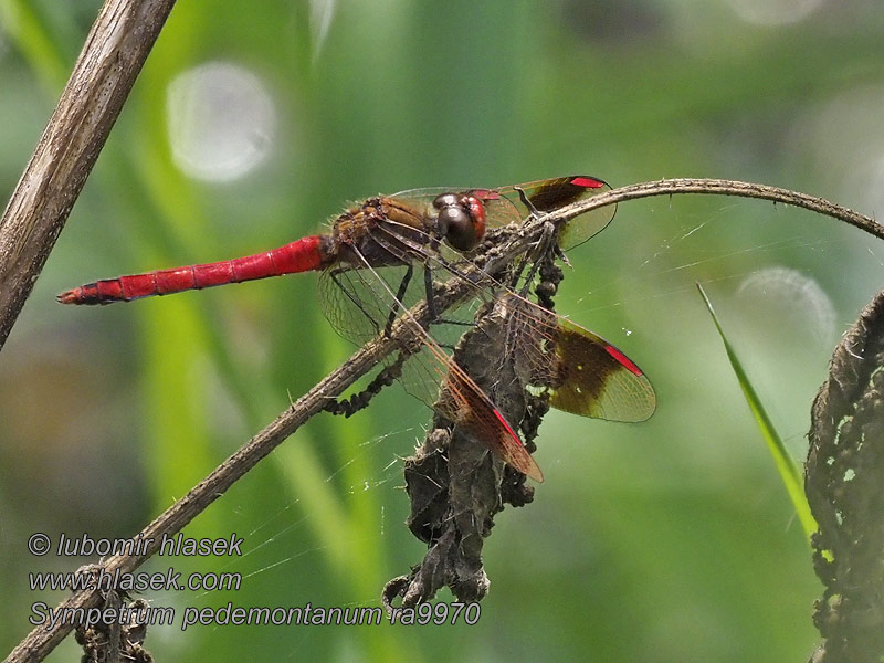 Vážka podhorní Sympetrum pedemontanum