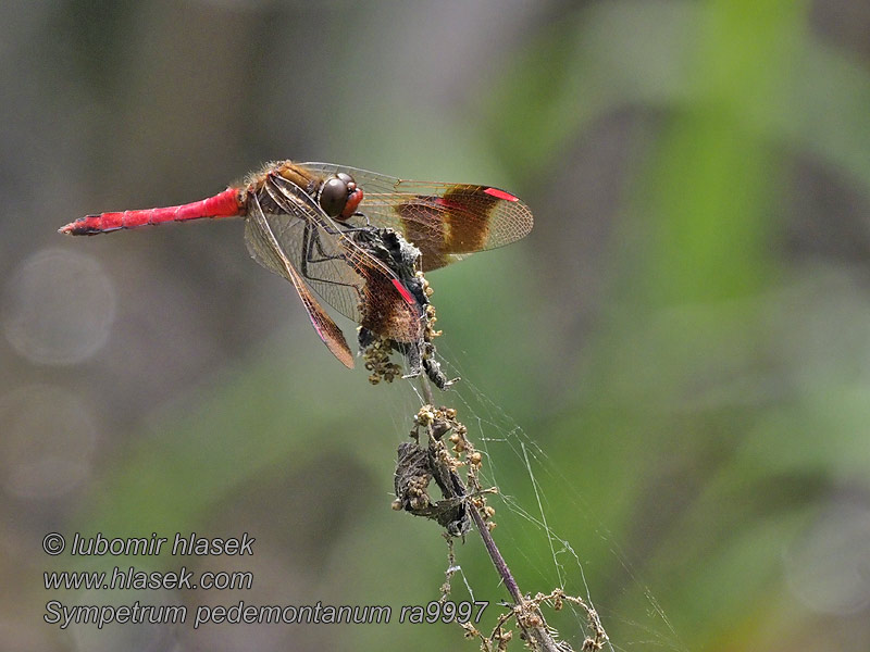 Vážka podhorní Sympetrum pedemontanum