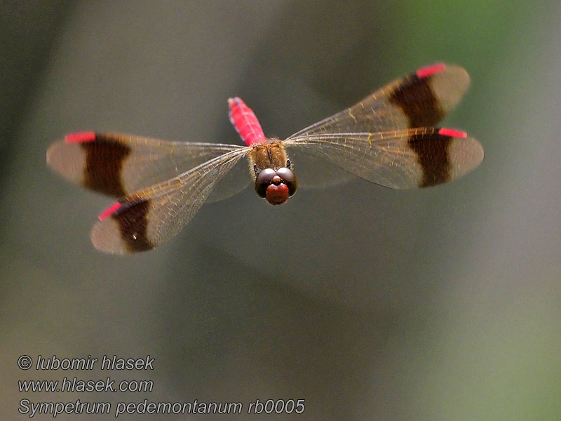 Vážka podhorní Sympetrum pedemontanum