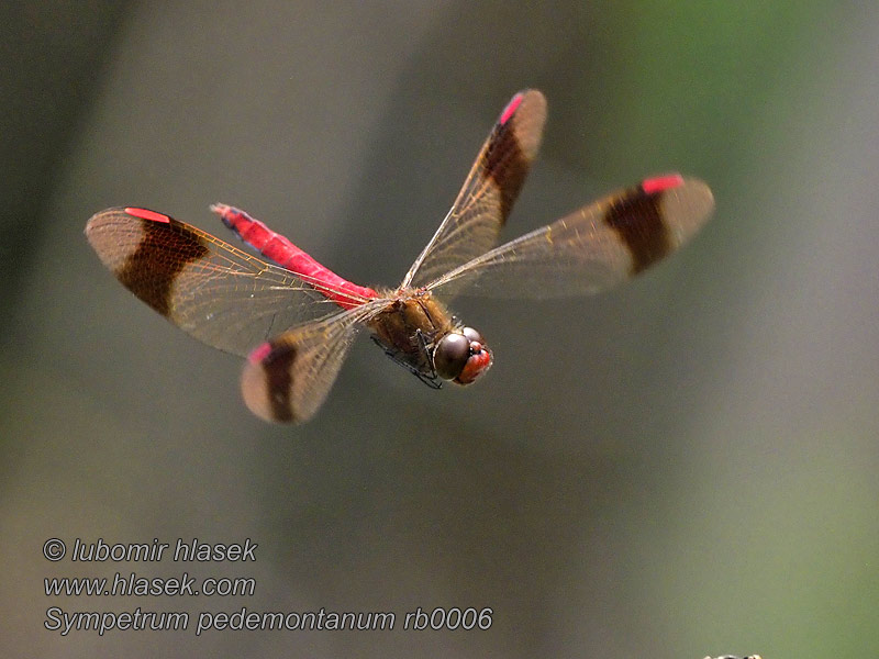 Vážka podhorní Sympetrum pedemontanum