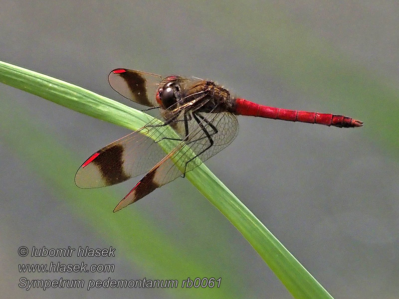 Vážka podhorní Sympetrum pedemontanum