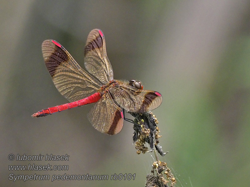 Vážka podhorní Sympetrum pedemontanum