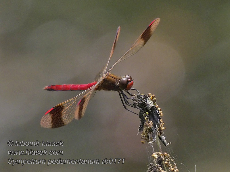 Vážka podhorní Sympetrum pedemontanum