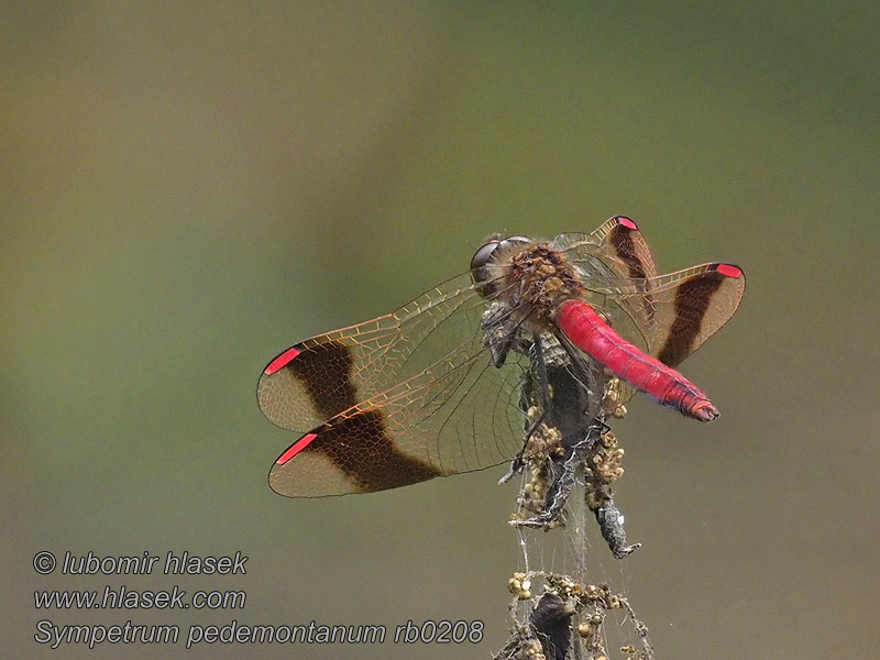 Vážka podhorní Sympetrum pedemontanum