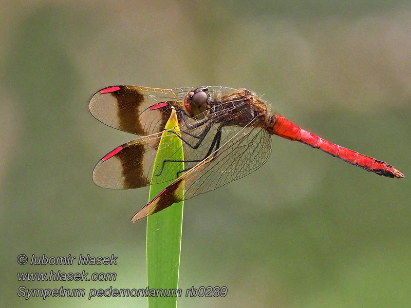 Sympetrum pedemontanum