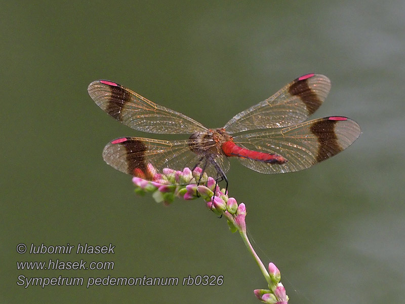 Sympetrum pedemontanum