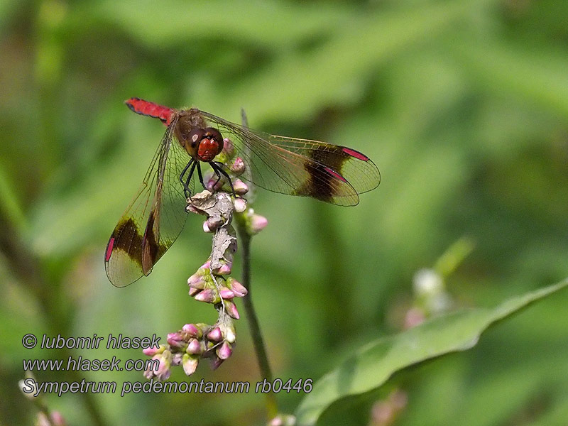 Sympetrum pedemontanum