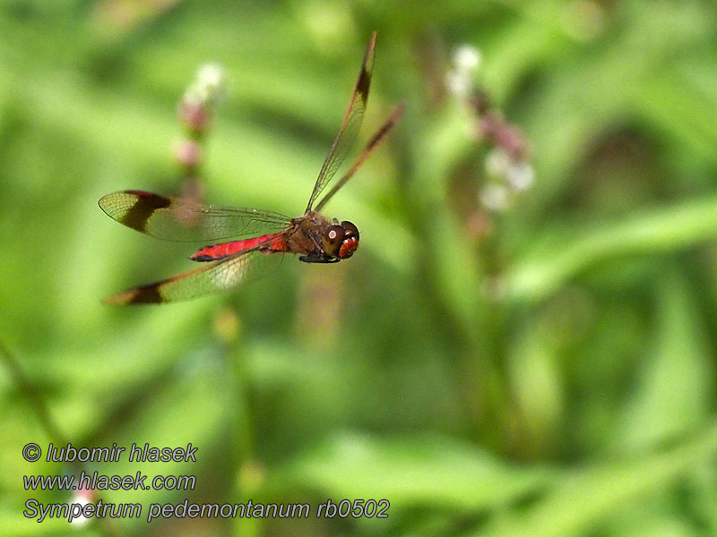 Sympetrum pedemontanum