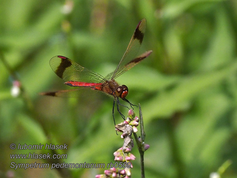 Sympetrum pedemontanum