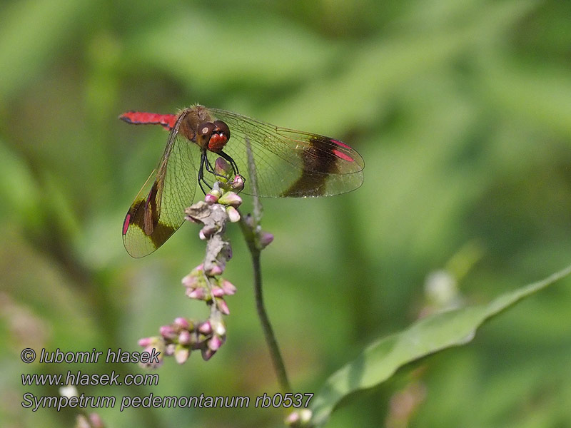 Sympetrum pedemontanum