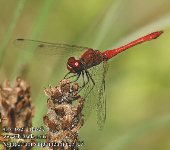 Sympetrum sanguineum ac5125