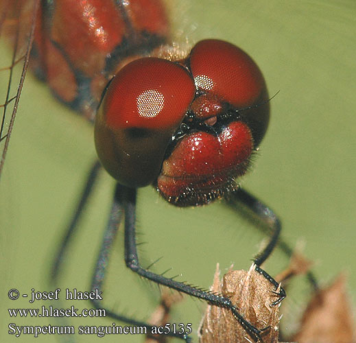 Sympetrum sanguineum ac5135