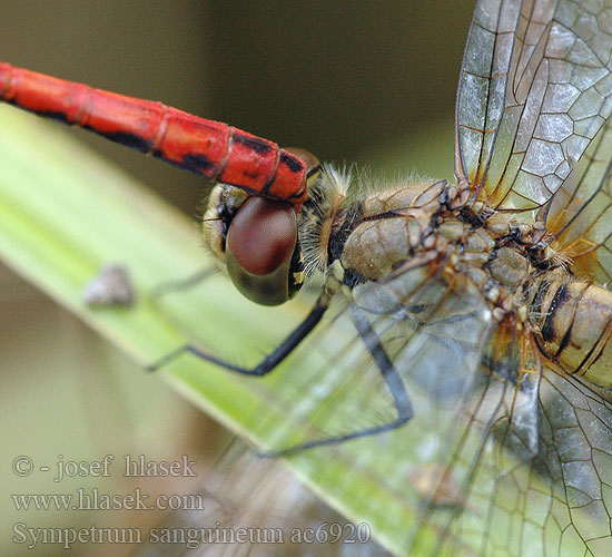 Sympetrum sanguineum ac6920