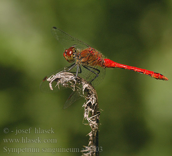 Sympetrum sanguineum af2203