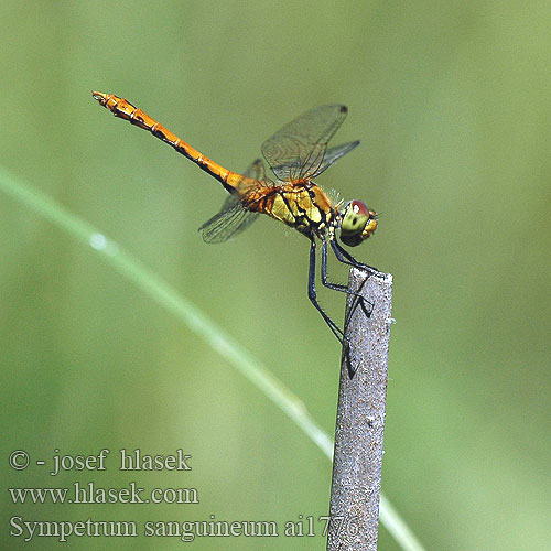 Sympetrum sanguineum Ruddy Darter Blodrød Hedelibel Verikorento Sympétrum rouge sang Bloedrode heidelibel Simpetro sanguineo Alföldi szitakötő Blutrote Heidelibelle szablak krwisty vážka červená rudá Blodröd ängstrollslända Blodrød høstlibelle Сжатобрюх кроваво-красный Тонкочеревець криваво-червоний