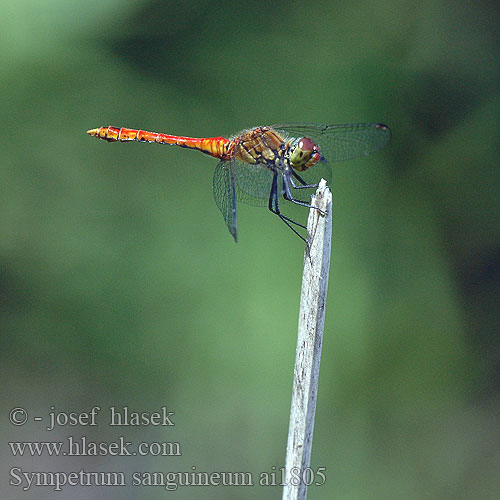 Sympetrum sanguineum Blodrød Hedelibel Verikorento Sympétrum rouge sang Bloedrode heidelibel Simpetro sanguineo Alföldi szitakötő Blutrote Heidelibelle szablak krwisty vážka červená rudá Blodröd ängstrollslända Blodrød høstlibelle Сжатобрюх кроваво-красный Тонкочеревець криваво-червоний