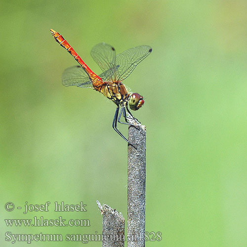 Sympetrum sanguineum Sympétrum rouge sang Bloedrode heidelibel Simpetro sanguineo Alföldi szitakötő Blutrote Heidelibelle szablak krwisty vážka červená rudá Blodröd ängstrollslända Blodrød høstlibelle Сжатобрюх кроваво-красный Тонкочеревець криваво-червоний