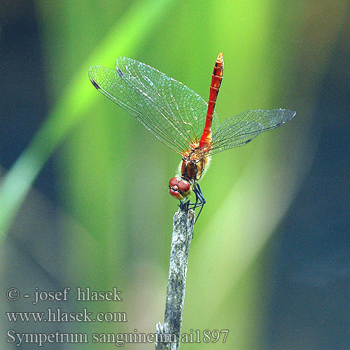 Sympetrum sanguineum Simpetro sanguineo Alföldi szitakötő Blutrote Heidelibelle szablak krwisty vážka červená rudá Blodröd ängstrollslända Blodrød høstlibelle Сжатобрюх кроваво-красный Тонкочеревець криваво-червоний