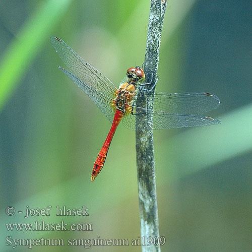 Sympetrum sanguineum Blutrote Heidelibelle szablak krwisty vážka červená rudá Blodröd ängstrollslända Blodrød høstlibelle Сжатобрюх кроваво-красный Тонкочеревець криваво-червоний Ruddy Darter Blodrød Hedelibel Verikorento Sympétrum rouge sang Bloedrode heidelibel Simpetro sanguineo Alföldi szitakötő