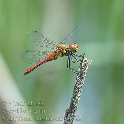 Sympetrum sanguineum szablak krwisty vážka červená rudá Blodröd ängstrollslända Blodrød høstlibelle Сжатобрюх кроваво-красный Тонкочеревець криваво-червоний Ruddy Darter Blodrød Hedelibel Verikorento Sympétrum rouge sang Bloedrode heidelibel Simpetro sanguineo Alföldi szitakötő