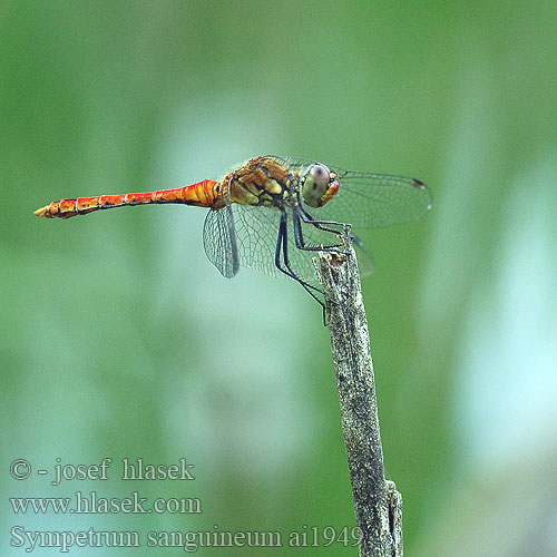 Sympetrum sanguineum vážka červená rudá Blodröd ängstrollslända Blodrød høstlibelle Сжатобрюх кроваво-красный Тонкочеревець криваво-червоний Ruddy Darter Blodrød Hedelibel Verikorento Sympétrum rouge sang Bloedrode heidelibel Simpetro sanguineo Alföldi szitakötő