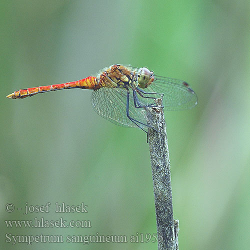 Sympetrum sanguineum Сжатобрюх кроваво-красный Тонкочеревець криваво-червоний Ruddy Darter Blodrød Hedelibel Verikorento Sympétrum rouge sang Bloedrode heidelibel Simpetro sanguineo Alföldi szitakötő Blutrote Heidelibelle szablak krwisty vážka červená rudá Blodröd ängstrollslända Blodrød høstlibelle